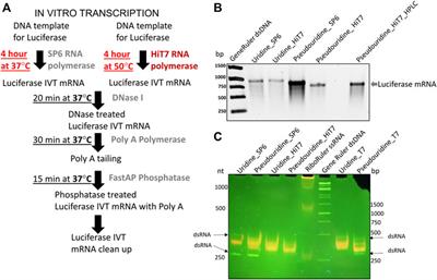 RNA sensor response in HeLa cells for transfected mRNAs prepared in vitro by SP6 and HiT7 RNA polymerases: A comparative study